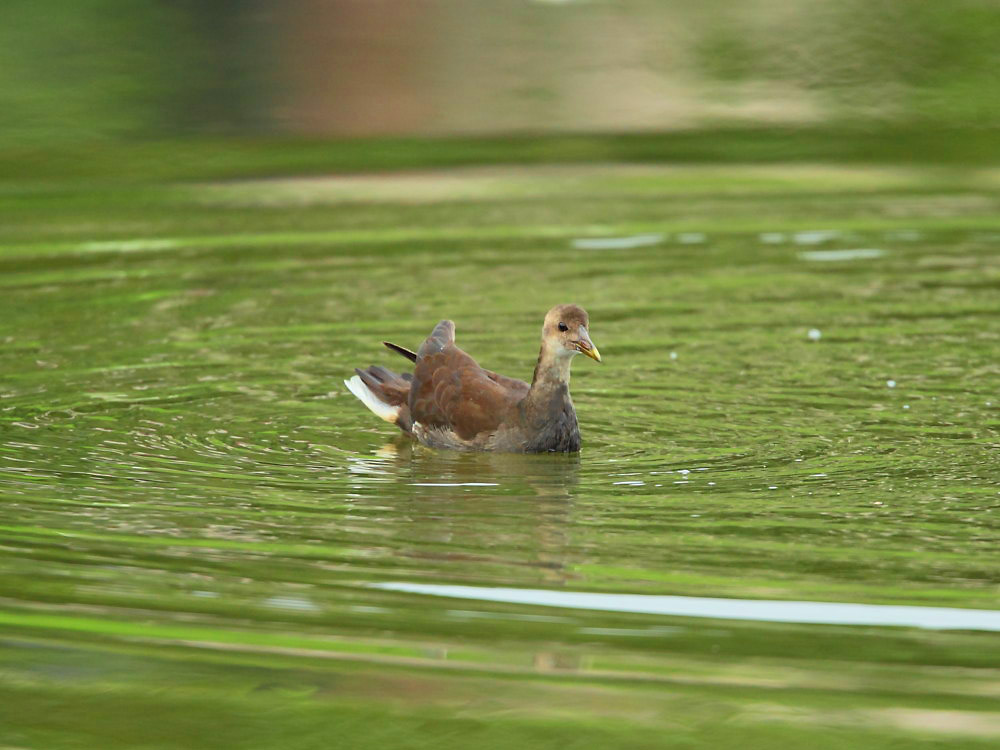 DPP_4364-1.jpg