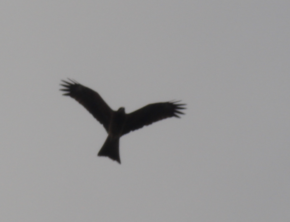 DSC00003.JPG