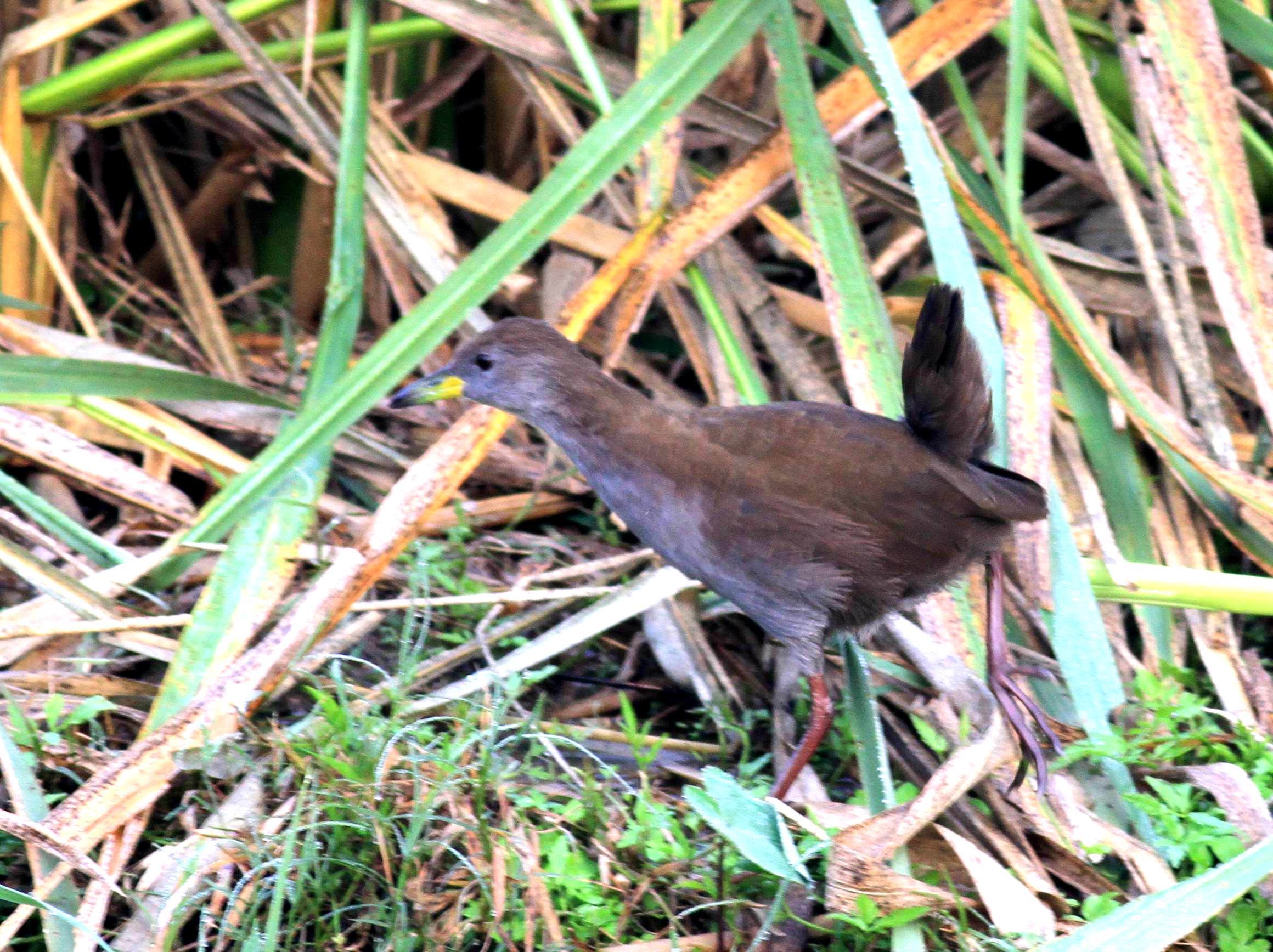 aIMG_8585.jpg