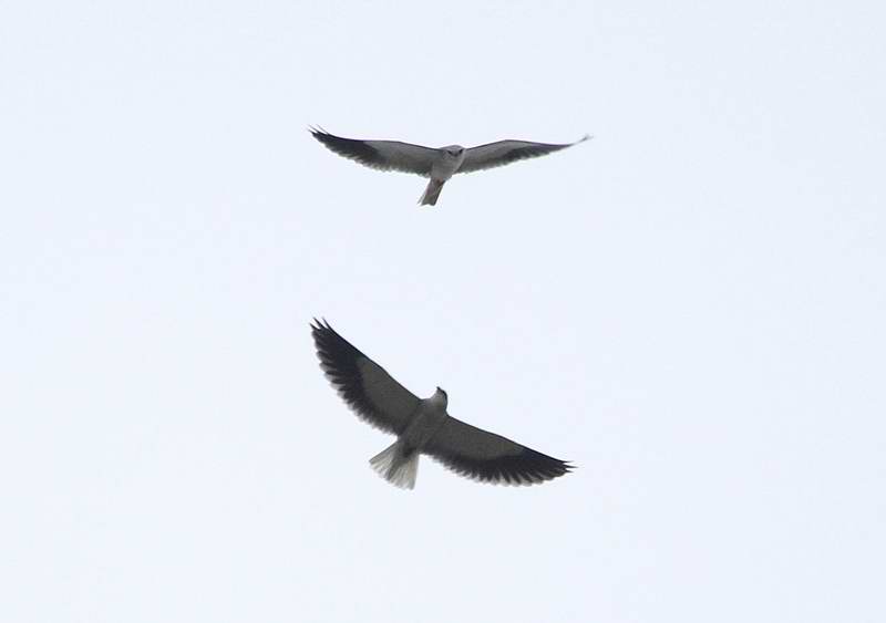 IMG_5425.jpg