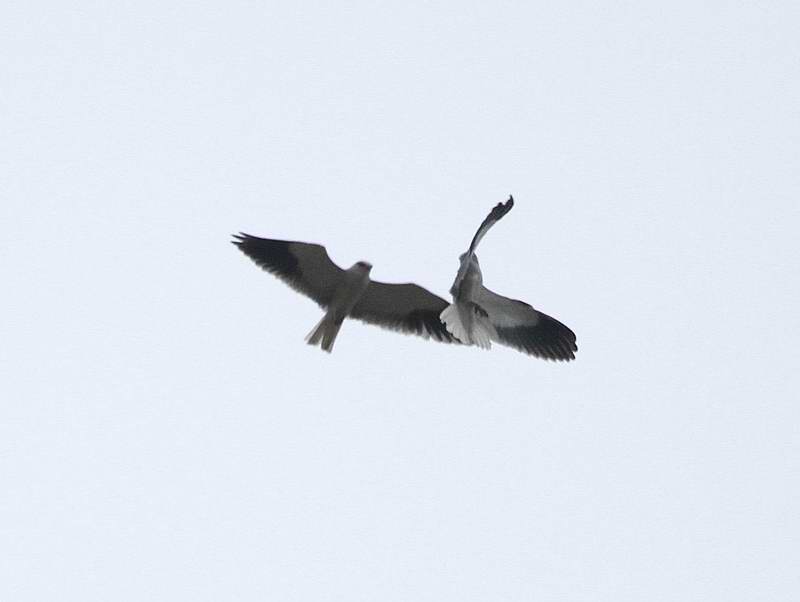 IMG_5423.jpg