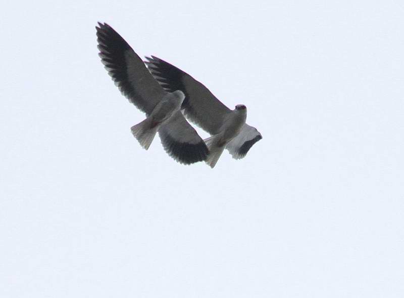 IMG_5434.jpg