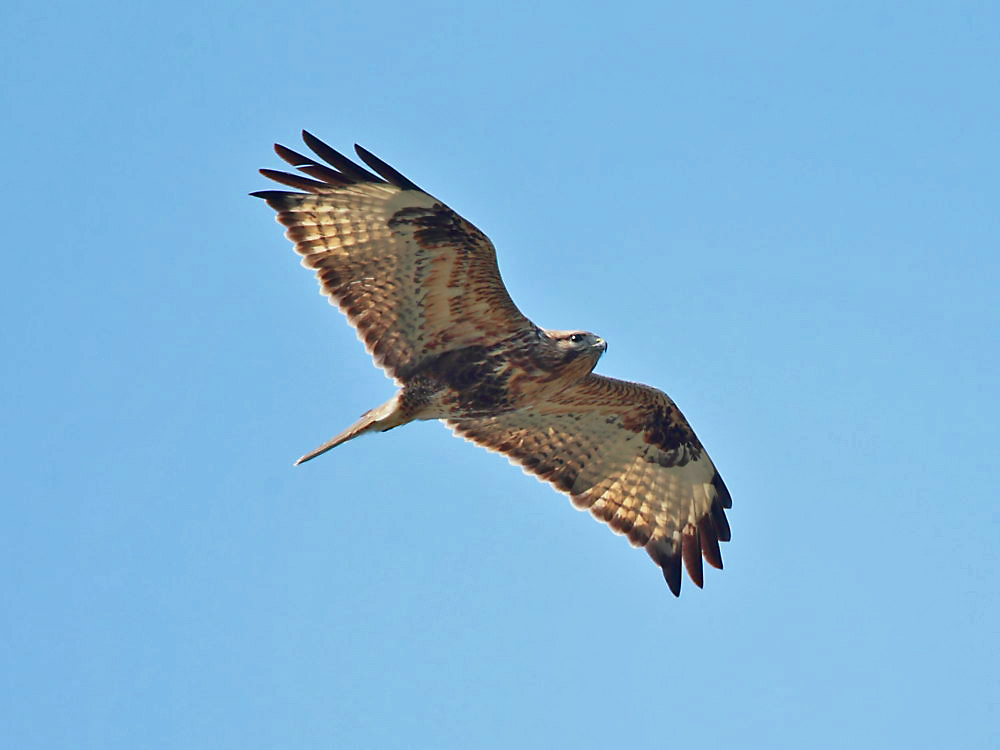 DPP_4410-1.jpg