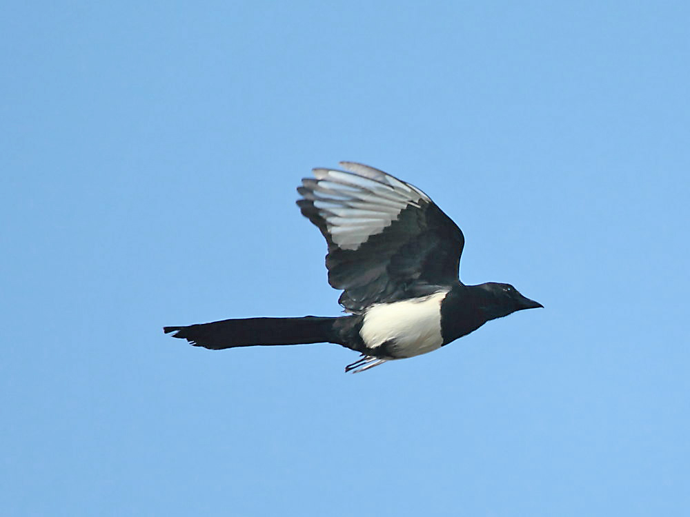 DPP_4413-1.jpg