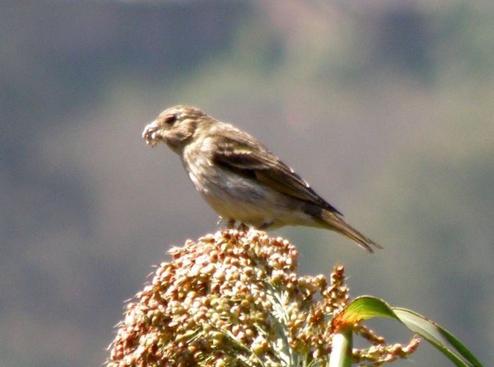 PA316132.JPG