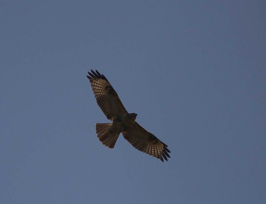 IMG_5962.jpg