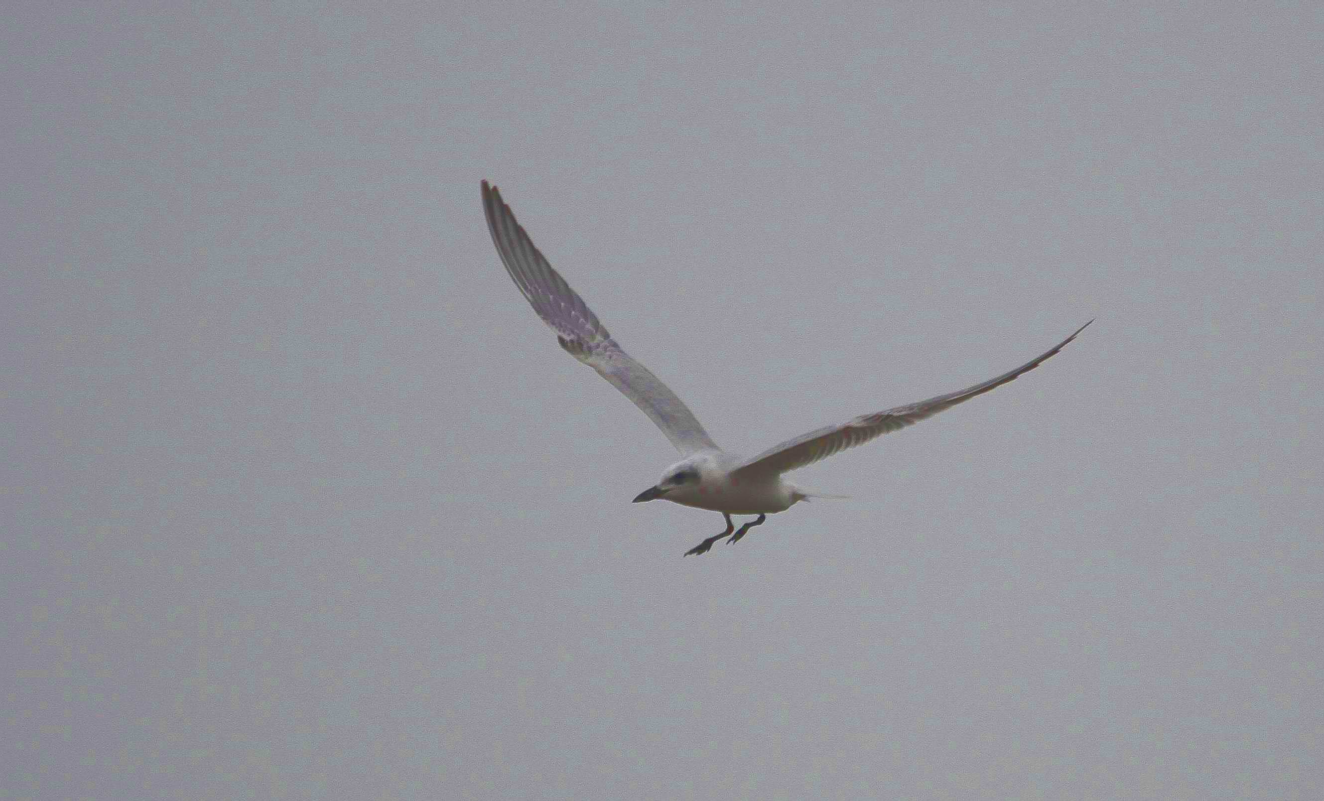 IMG_6632.jpg