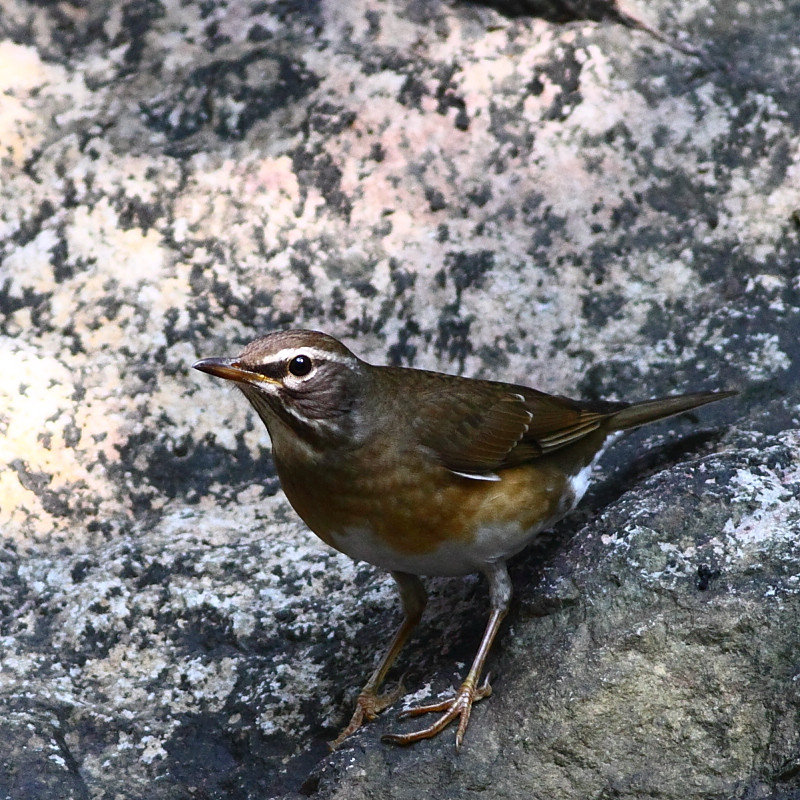 IMG_5480.JPG