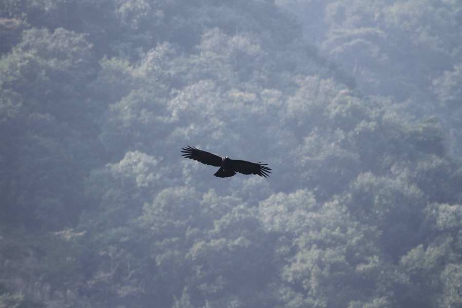 IMG_7284.jpg
