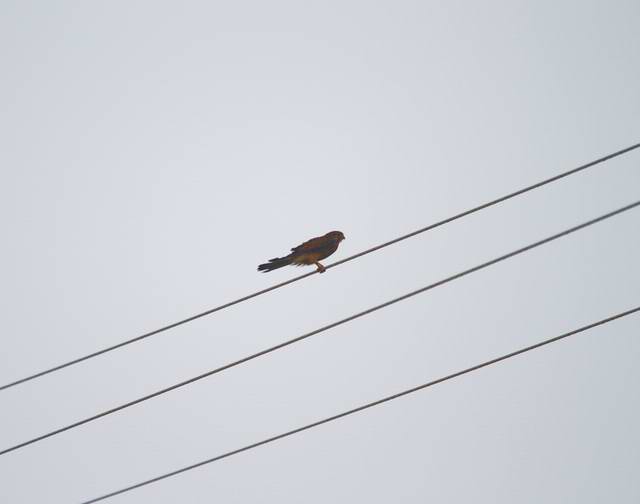 IMG_8196.jpg