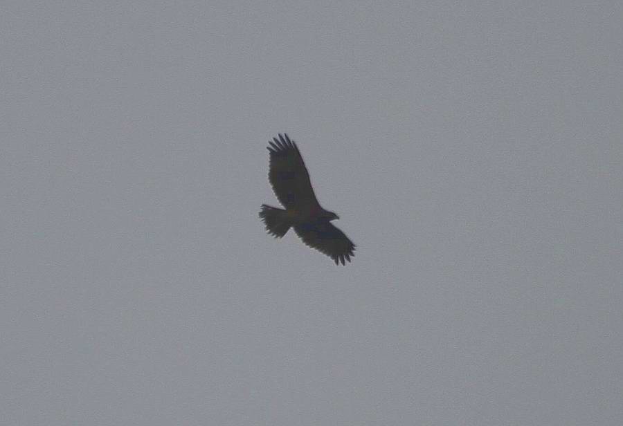 IMG_8554.jpg