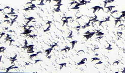 ع 11-20c020.jpg