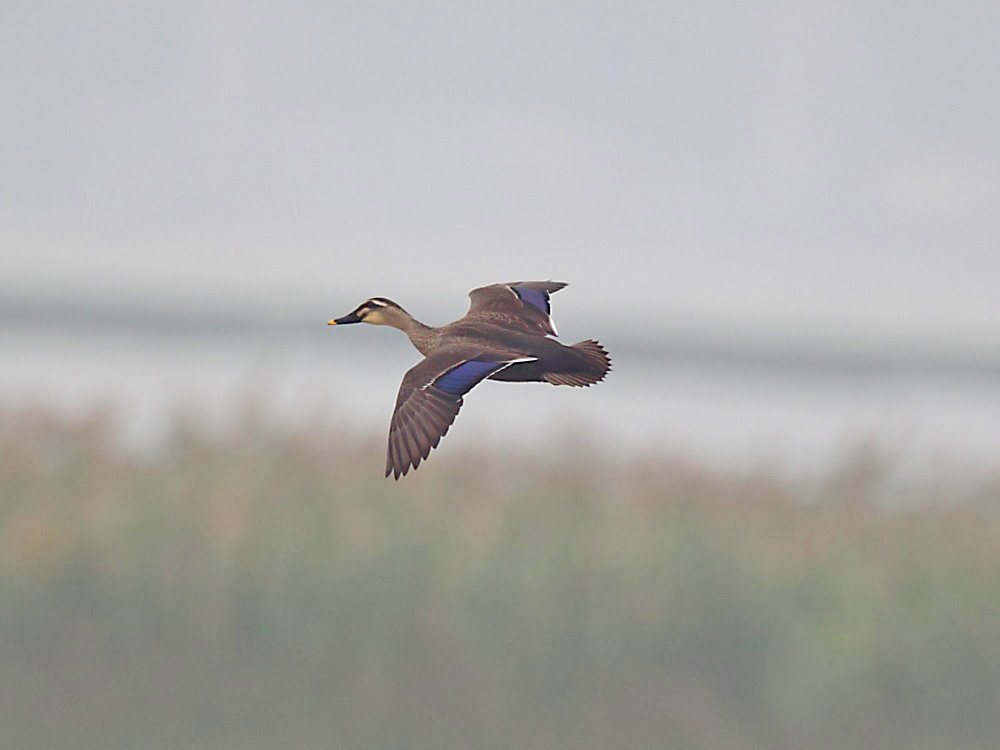 DPP_4643-1.jpg
