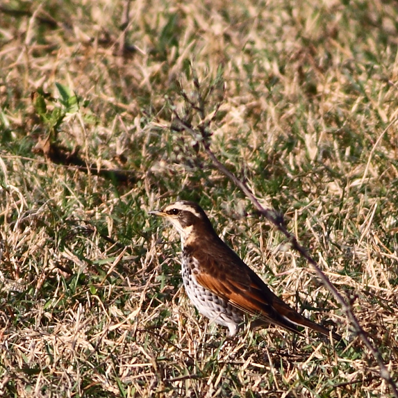IMG_7707.JPG