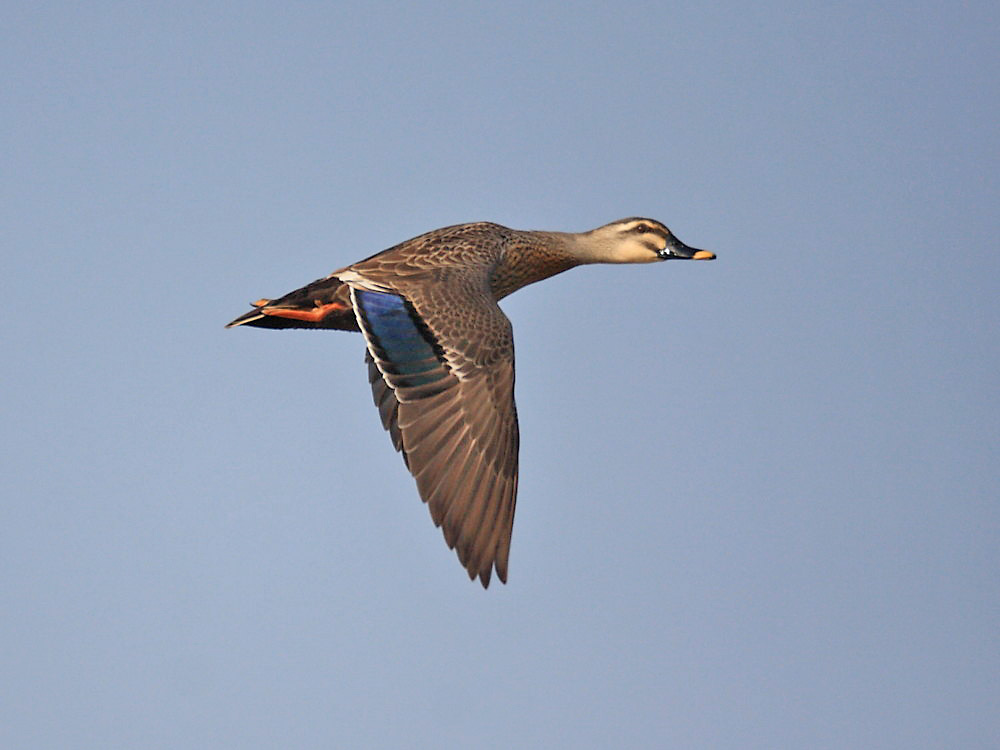 DPP_4659-1.jpg