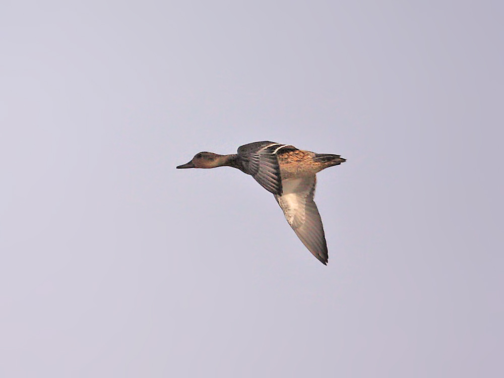 DPP_4666-1.jpg