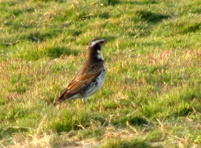 PB276351-1.jpg