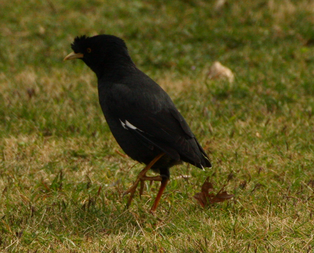 IMG_0052.jpg