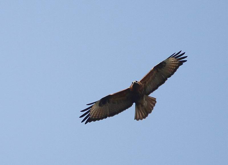 IMG_1016.jpg