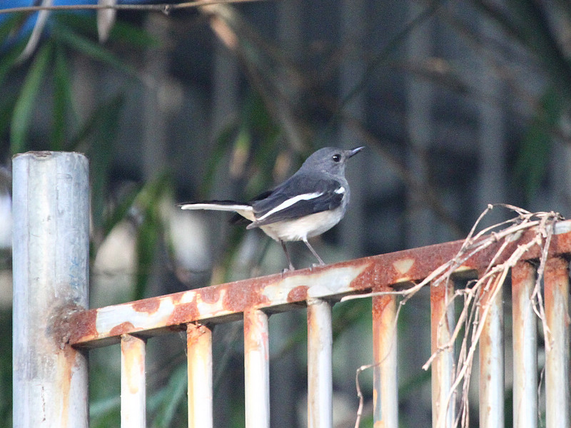 2010_12_04_0007.jpg