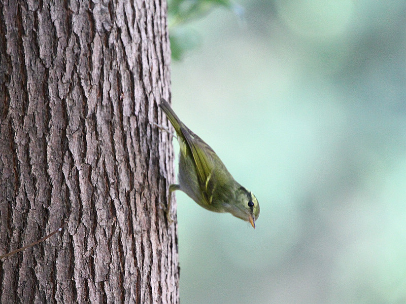 2010_12_04_0010.jpg