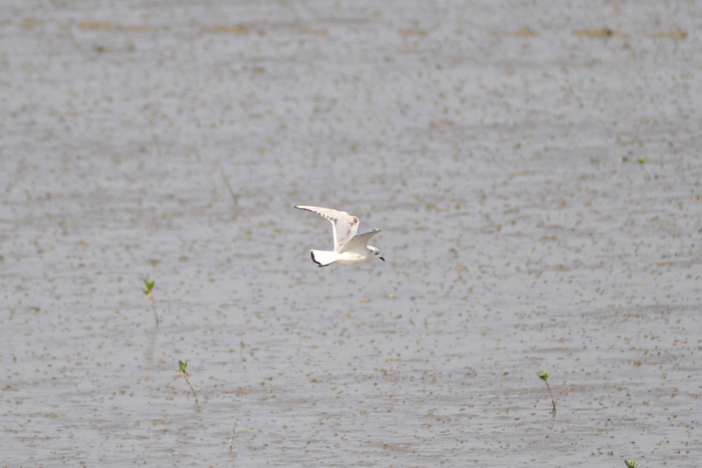 _DSC7752Ÿ.jpg