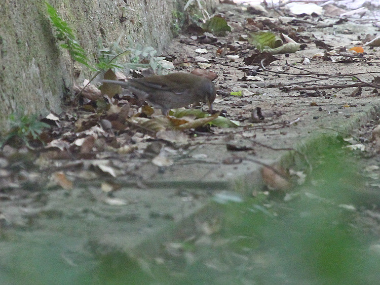 2010_12_05_01.jpg