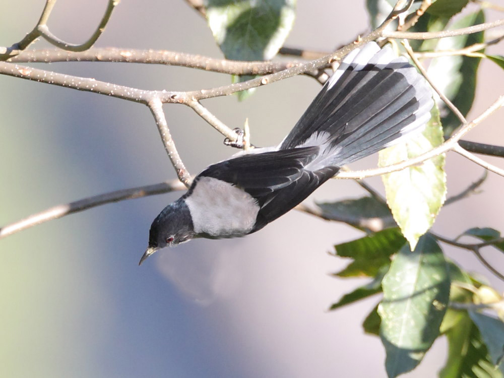 DPP_4738-1.jpg