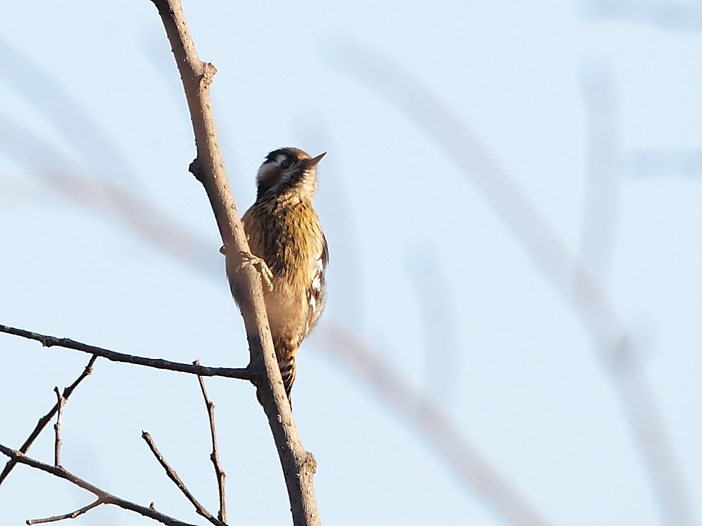 DPP_0040.JPG