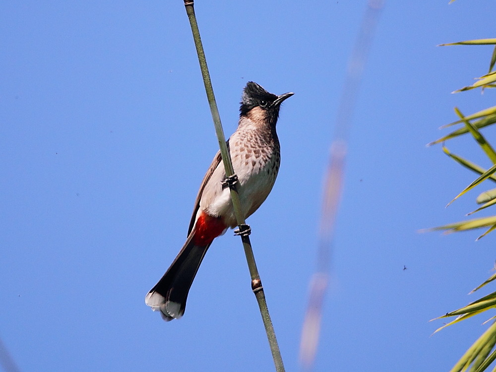 DPP_0068.JPG