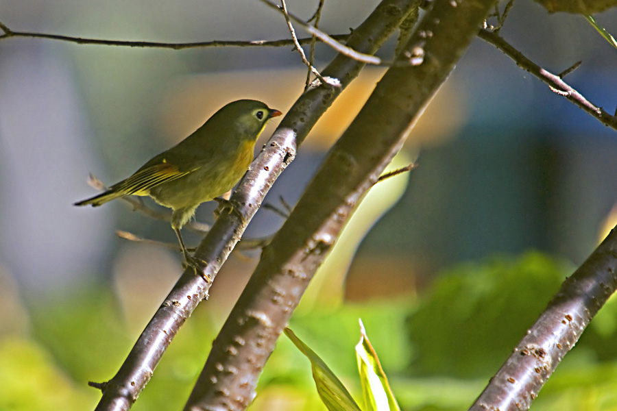 004˼3900.jpg
