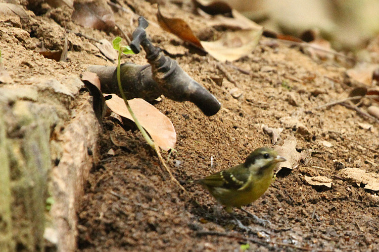 黄腹山雀♀03.JPG