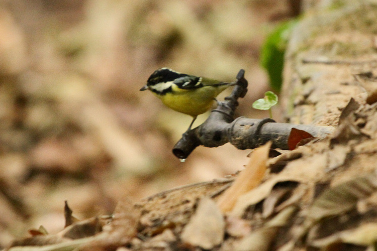 黄腹山雀♀01.JPG