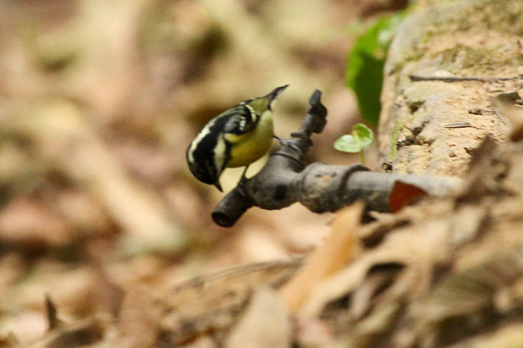黄腹山雀♀02.JPG