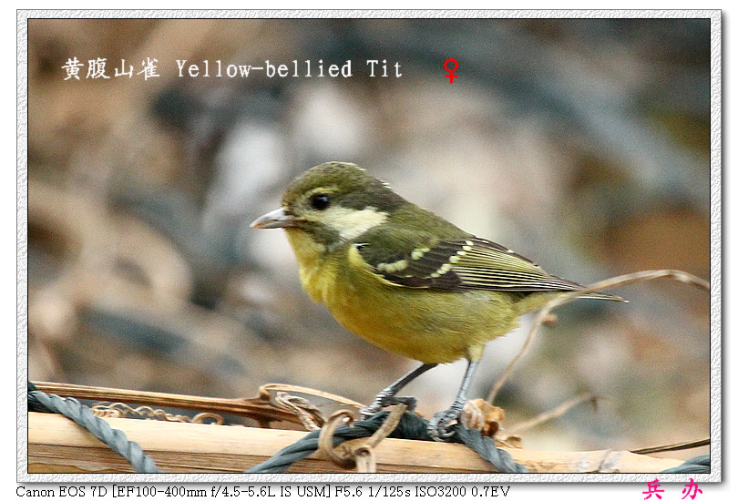 黄腹山雀♀0.jpg