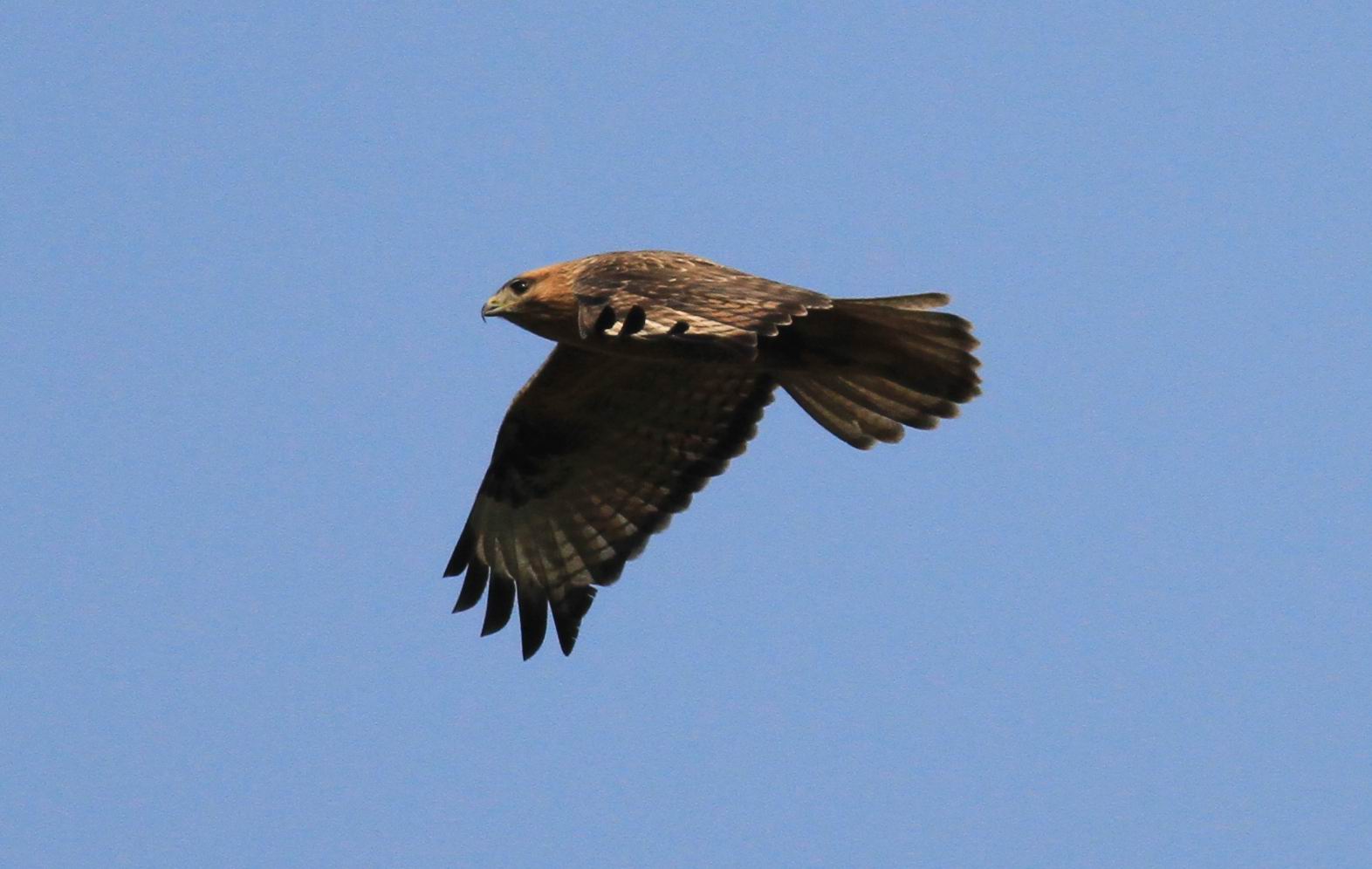 aIMG_0134.jpg