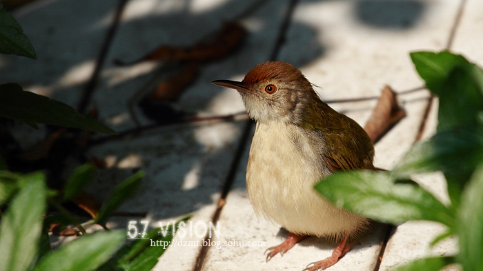 IMG_6282b.jpg