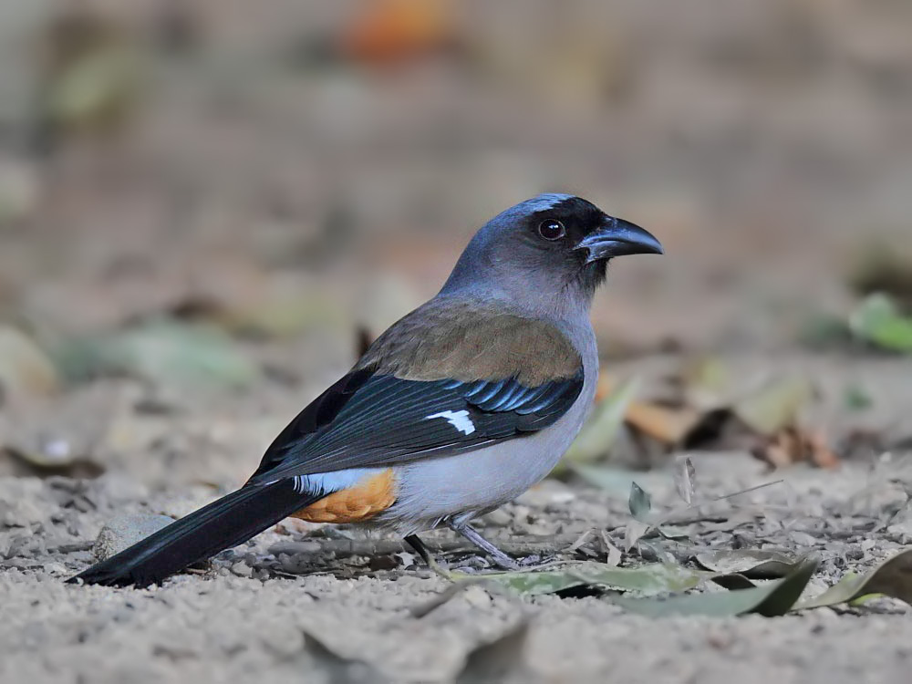 DPP_4965-2.jpg