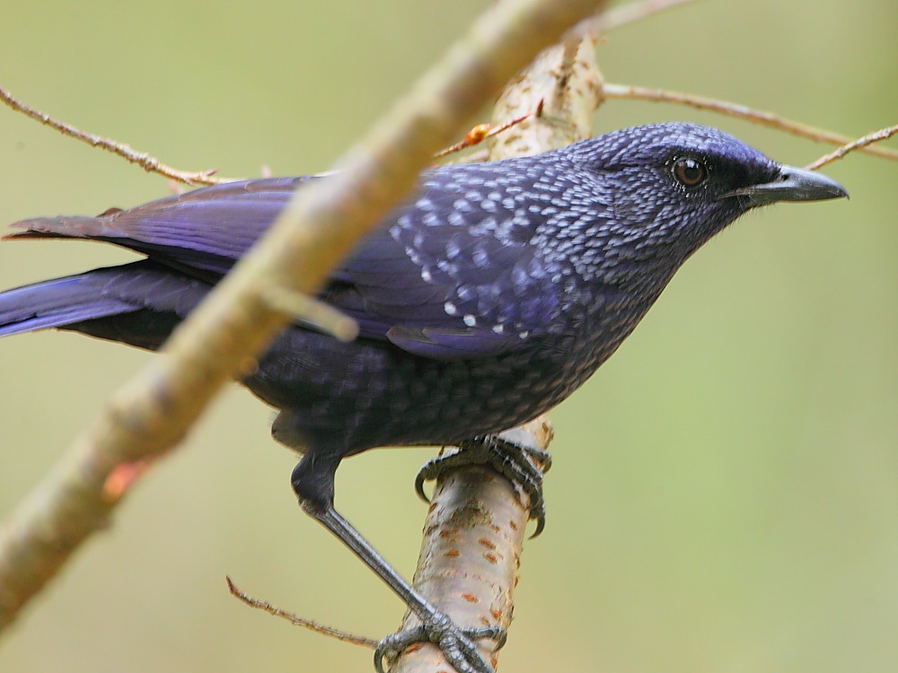 DPP_0099.JPG