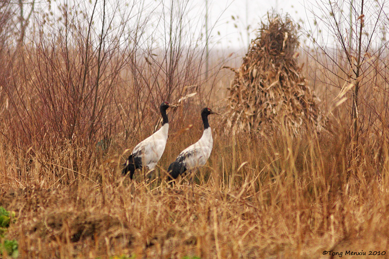 ھ-20100105-_08.JPG