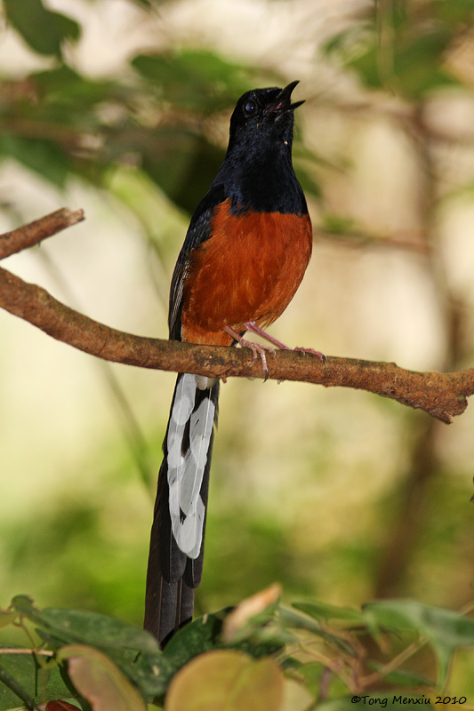 ȵ-20100301-_11.JPG