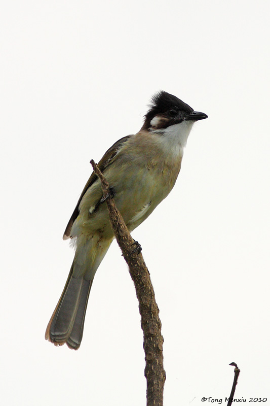 ͷ-20100303-_02.JPG