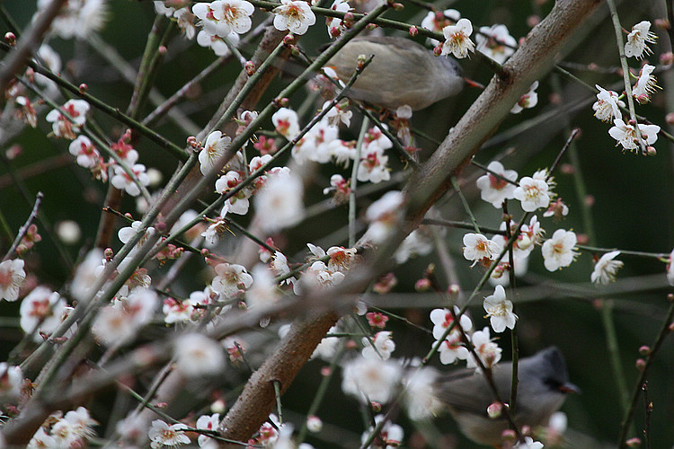 2011_01_15_0070_1.jpg