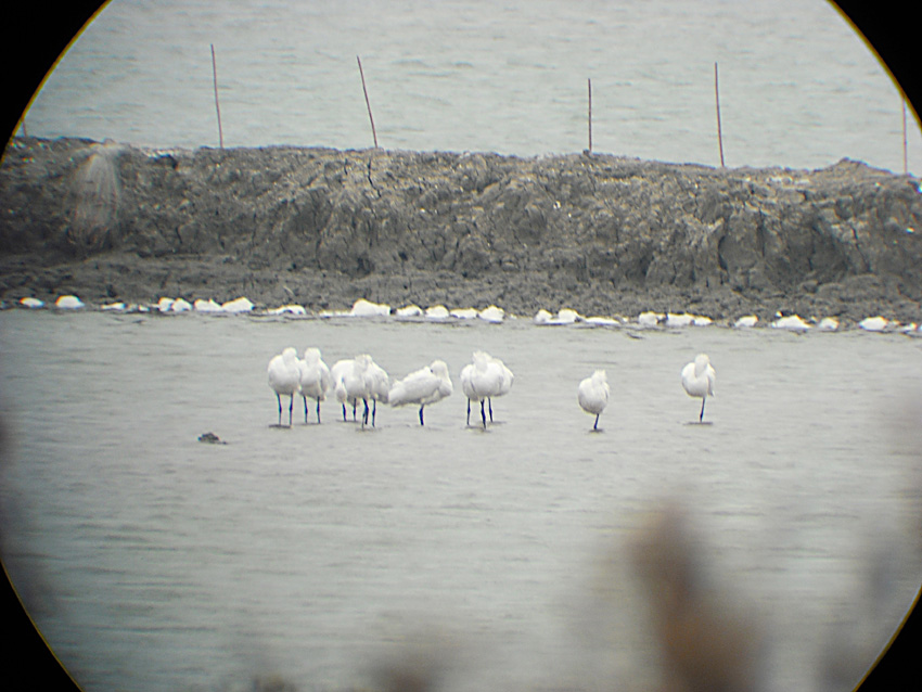 DSCF8525.jpg