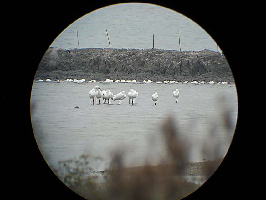DSCF8524.jpg