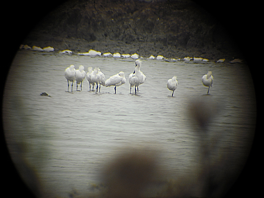 DSCF8532.jpg