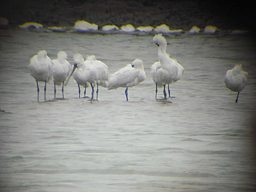 DSCF8533.jpg