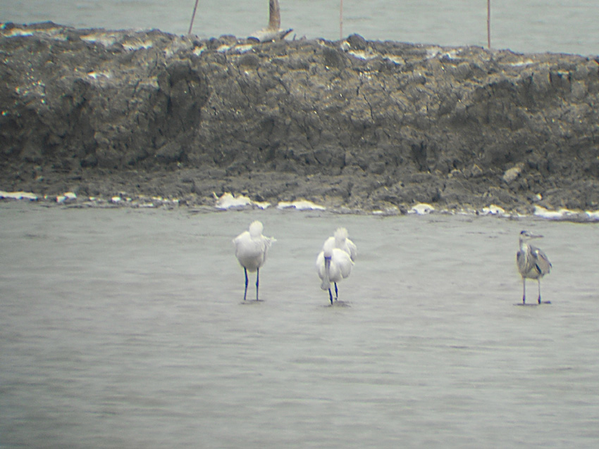 DSCF8526.jpg
