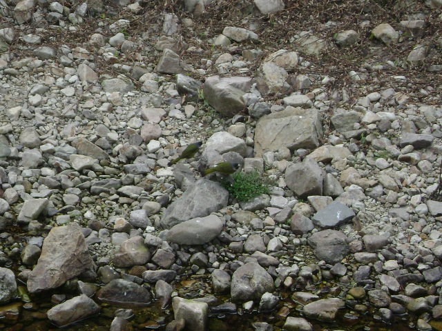 DSC04609.JPG