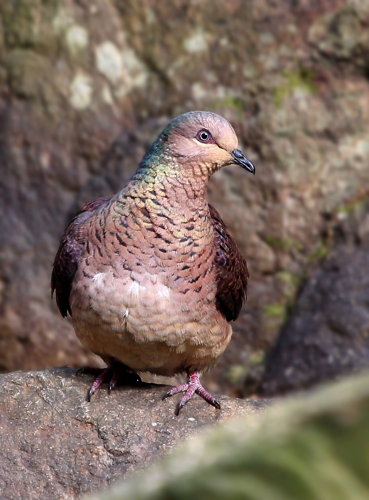D02K7997-89-3.jpg